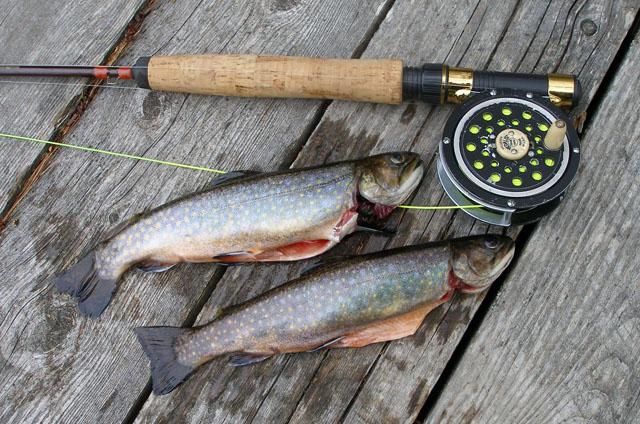 Spring Brookies